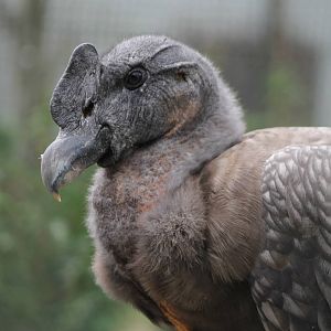Andean condor young male