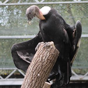 Andean condor adult female
