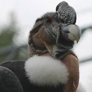 Andean condor adult male