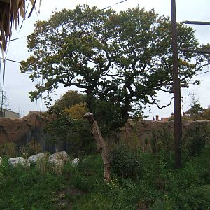 View of Outdoor Sumatran Orang enclosure