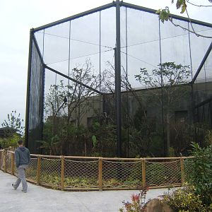 Outdoor Rhinoceros Hornbill Aviary