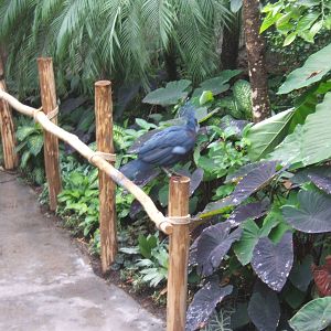 Crowned Pigeon in Monsoon Forest
