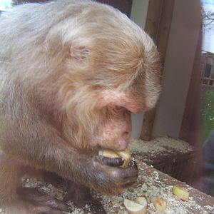 Stump-tailed Macaque