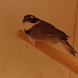 Collared warbling-finch