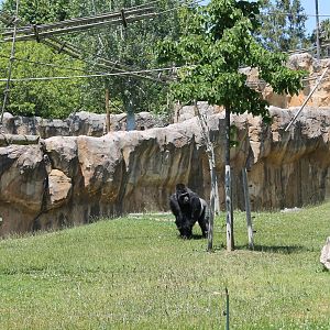Western Lowland Gorilla Silverback