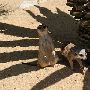 Meerkat