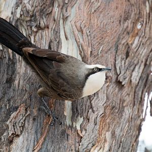 Grey-crowned Babbler