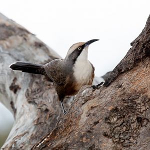 Grey-crowned Babbler