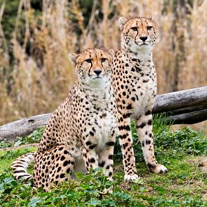 Cheetah pair