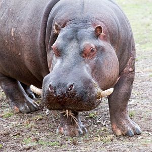 Hippo