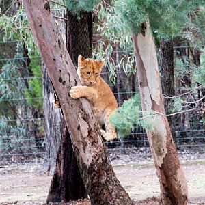 Lion cub - five months old