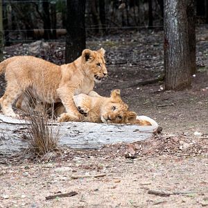 Lion cubs - five months old