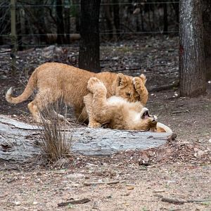 Lion cubs - 5 months old