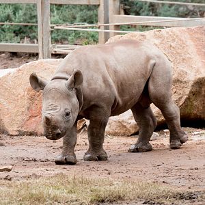 Rhino calf - Dafari - 3 months old