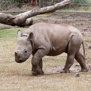 Rhino calf - Dafari - 3 months old