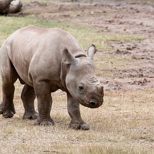 Rhino calf - Dafari - 3 months old