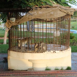 Grivet cage - Master Zoo, October 2015