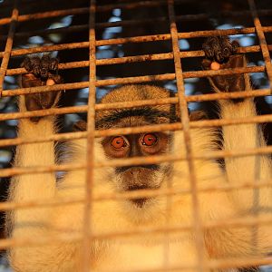 Grivet monkey - Master Zoo, October 2015