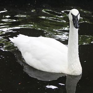 Trumpeter swan adult