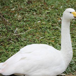 Whooper swan