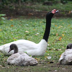 Black-necked swan with young