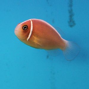 Pink skunk clownfish