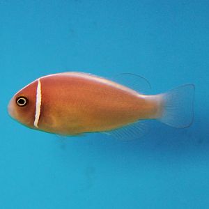 Pink skunk clownfish