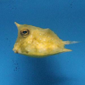 Longhorn cowfish