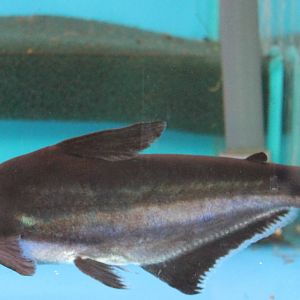 " Freshwater shark "