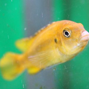 Melanochromis johannii