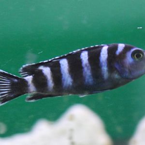 Pseudotropheus demasoni