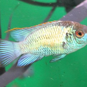 Andinocara pulcher Electric Blue