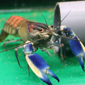 Cherax lorentzi