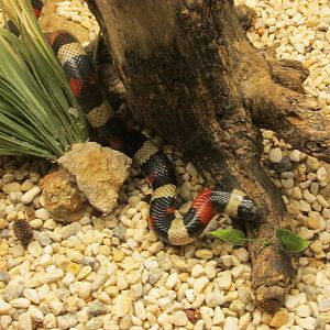false coral snake san juan de aragon zoo
