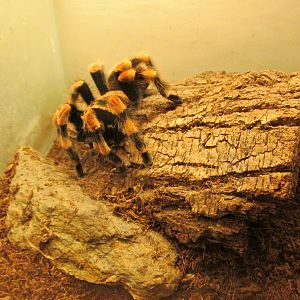 red knee tarantula san juan de aragon zoo