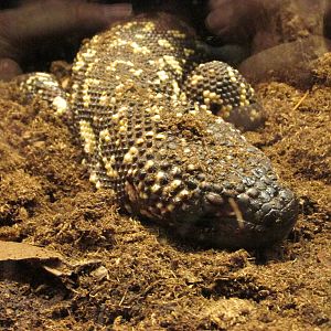 mexican beaded lizard san juan de aragon zoo