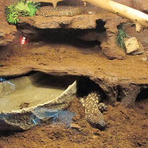 mexican beaded lizard san juan de aragon zoo