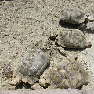 sulcata tortoise san juan de aragon zoo