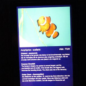 Sign Common clownfish