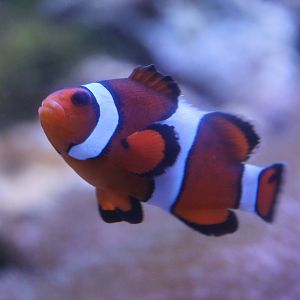 Common clownfish