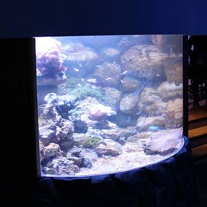 Aquarium Common clownfish