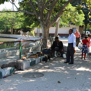 Lots of cats, October 2015