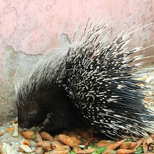 Crested porcupine, October 2015