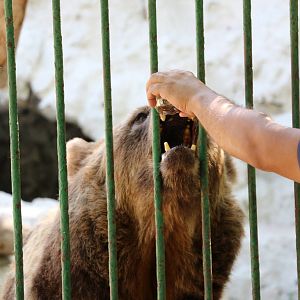 Tea-Loving Bear, October 2015