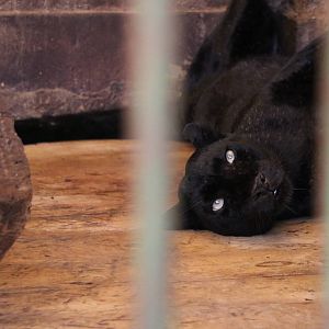 Black leopard, October 2015