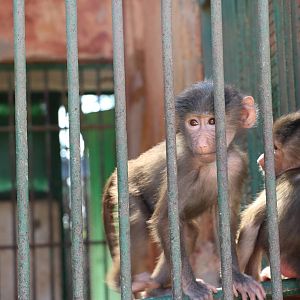 Baby baboons, October 2015