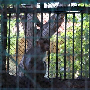 Bonnet macaque, October 2015
