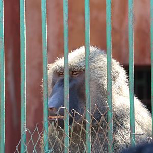 Olive baboon, October 2015