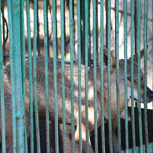 Egyptian wolf, October 2015