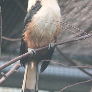 Tarictic hornbill